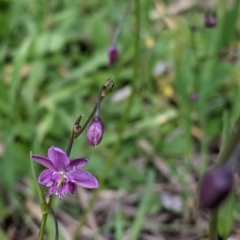 Arthropodium minus at Table Top, NSW - 18 Sep 2021 03:08 PM