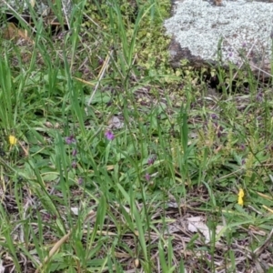 Arthropodium minus at Table Top, NSW - 18 Sep 2021