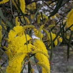 Acacia doratoxylon (Currawang) at Albury - 18 Sep 2021 by Darcy