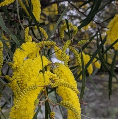 Acacia doratoxylon (Currawang) at Table Top, NSW - 18 Sep 2021 by Darcy