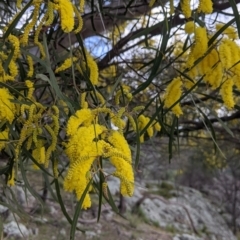 Acacia doratoxylon at Table Top, NSW - 18 Sep 2021 03:10 PM