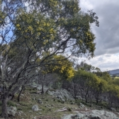 Acacia doratoxylon at Table Top, NSW - 18 Sep 2021 03:10 PM