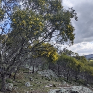 Acacia doratoxylon at Table Top, NSW - 18 Sep 2021 03:10 PM