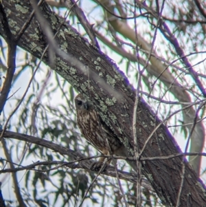 Ninox boobook at Table Top, NSW - 18 Sep 2021 03:18 PM