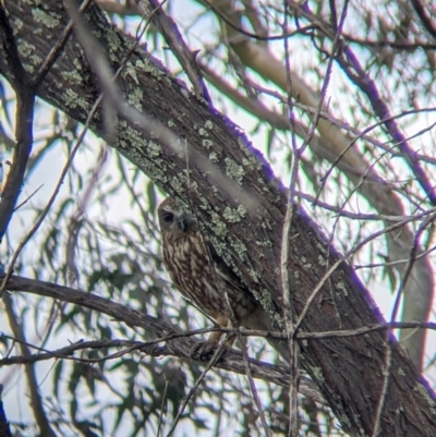 Ninox boobook (Southern Boobook) at Budginigi - 18 Sep 2021 by Darcy