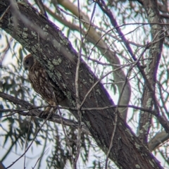 Ninox boobook at Table Top, NSW - 18 Sep 2021 03:18 PM