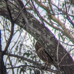 Ninox boobook at Table Top, NSW - 18 Sep 2021 03:18 PM