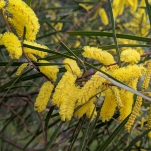 Acacia doratoxylon at Table Top, NSW - 18 Sep 2021 03:25 PM