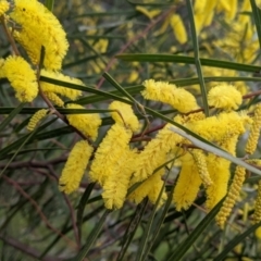 Acacia doratoxylon (Currawang) at Table Top, NSW - 18 Sep 2021 by Darcy
