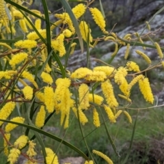 Acacia doratoxylon at Table Top, NSW - 18 Sep 2021 03:25 PM