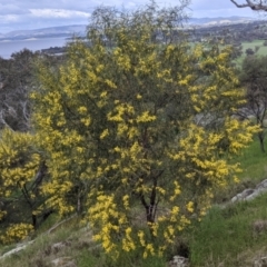 Acacia doratoxylon at Table Top, NSW - 18 Sep 2021 03:25 PM