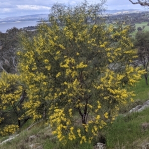 Acacia doratoxylon at Table Top, NSW - 18 Sep 2021