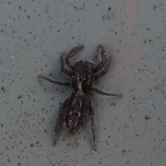 Holoplatys sp. (genus) (Unidentified Holoplatys jumping spider) at Umbagong District Park - 16 Sep 2021 by Christine