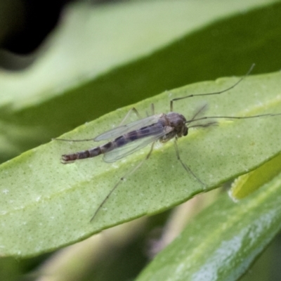 Chironomidae (family) (Non-biting Midge) at Higgins, ACT - 10 Sep 2021 by AlisonMilton