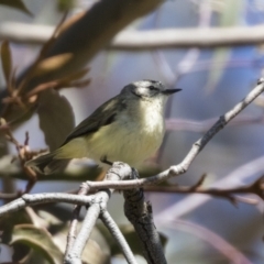 Acanthiza chrysorrhoa (Yellow-rumped Thornbill) at The Pinnacle - 6 Sep 2021 by AlisonMilton