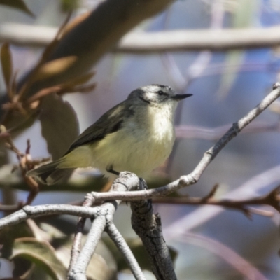 Acanthiza chrysorrhoa (Yellow-rumped Thornbill) at The Pinnacle - 6 Sep 2021 by AlisonMilton