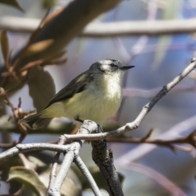 Acanthiza chrysorrhoa (Yellow-rumped Thornbill) at Hawker, ACT - 6 Sep 2021 by AlisonMilton