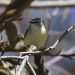 Acanthiza chrysorrhoa at Hawker, ACT - 6 Sep 2021