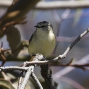 Acanthiza chrysorrhoa at Hawker, ACT - 6 Sep 2021