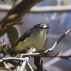 Acanthiza chrysorrhoa at Hawker, ACT - 6 Sep 2021