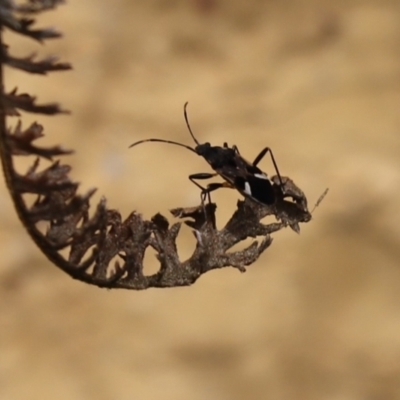 Dieuches sp. (genus) (Black and White Seed Bug) at Kaleen, ACT - 10 Sep 2021 by Tammy