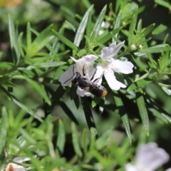 Megachile (Hackeriapis) oblonga (A Megachild bee) at Cook, ACT - 14 Feb 2021 by Tammy