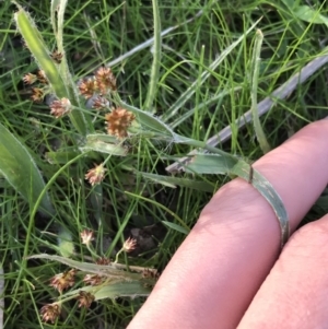 Luzula densiflora at Deakin, ACT - 14 Sep 2021