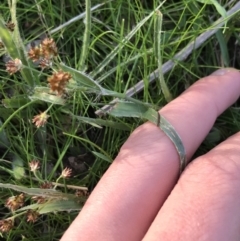 Luzula densiflora at Deakin, ACT - 14 Sep 2021