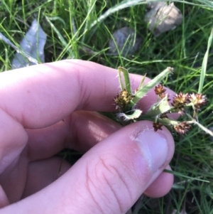 Luzula densiflora at Deakin, ACT - 14 Sep 2021