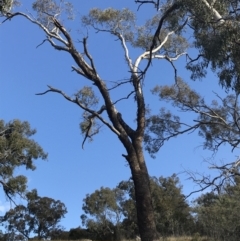 Eucalyptus melliodora (Yellow Box) at Deakin, ACT - 14 Sep 2021 by Tapirlord