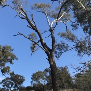 Eucalyptus melliodora at GG205 - 14 Sep 2021