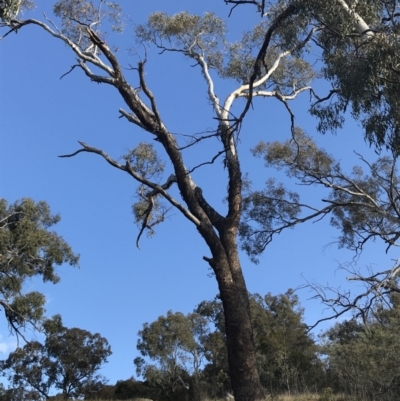 Eucalyptus melliodora (Yellow Box) at Deakin, ACT - 14 Sep 2021 by Tapirlord