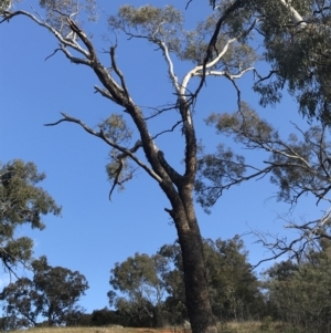 Eucalyptus melliodora at Deakin, ACT - 14 Sep 2021