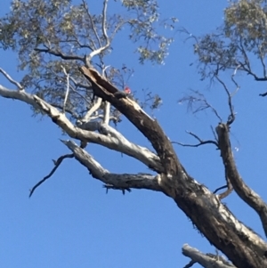 Callocephalon fimbriatum at Deakin, ACT - 14 Sep 2021