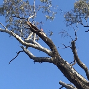 Callocephalon fimbriatum at Deakin, ACT - 14 Sep 2021