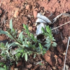 Pimelea sp. (Rice Flower) at Red Hill Nature Reserve - 14 Sep 2021 by Tapirlord