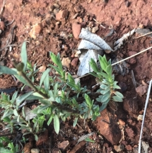 Pimelea sp. at Deakin, ACT - 14 Sep 2021