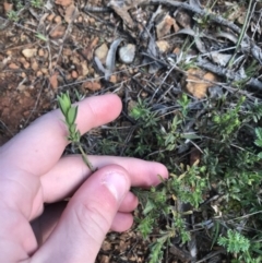 Pimelea sp. at Deakin, ACT - 14 Sep 2021 04:00 PM