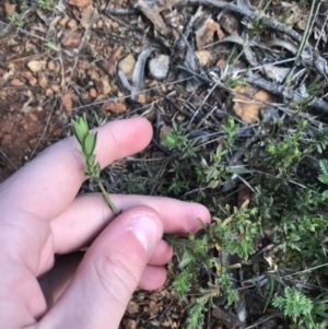 Pimelea sp. at Deakin, ACT - 14 Sep 2021