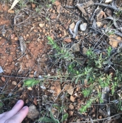 Pimelea sp. at Deakin, ACT - 14 Sep 2021