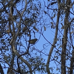 Pardalotus punctatus at Deakin, ACT - 14 Sep 2021