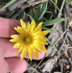 Xerochrysum viscosum (Sticky Everlasting) at Hughes, ACT - 14 Sep 2021 by Tapirlord