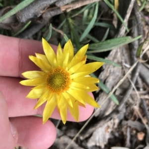 Xerochrysum viscosum at Hughes, ACT - 14 Sep 2021