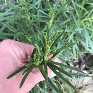 Xerochrysum viscosum at Hughes, ACT - 14 Sep 2021