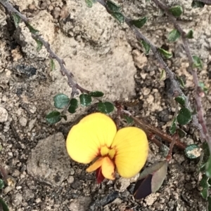 Bossiaea buxifolia at Hughes, ACT - 14 Sep 2021