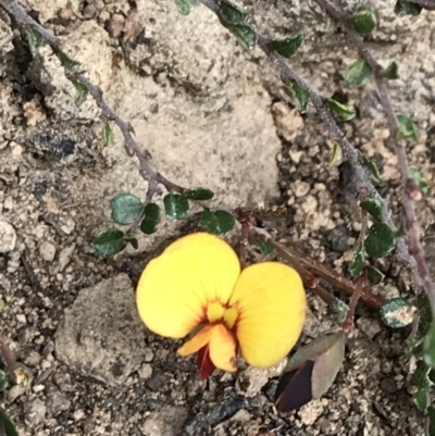 Bossiaea buxifolia (Matted Bossiaea) at Hughes, ACT - 14 Sep 2021 by Tapirlord