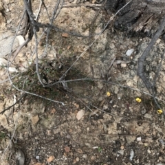 Bossiaea buxifolia at Hughes, ACT - 14 Sep 2021