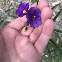 Solanum linearifolium (Kangaroo Apple) at Red Hill Nature Reserve - 14 Sep 2021 by Tapirlord