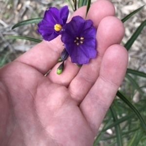 Solanum linearifolium at Hughes, ACT - 14 Sep 2021