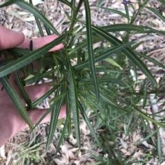 Solanum linearifolium at Hughes, ACT - 14 Sep 2021